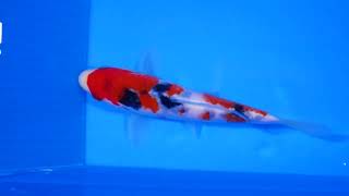 video van Showa SH-V24-01354