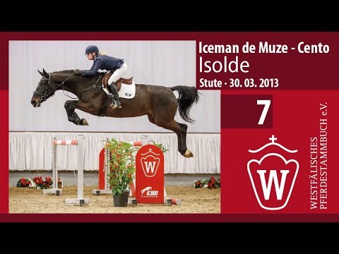 07 Isolde  Stute v. Iceman de Muze - Cento