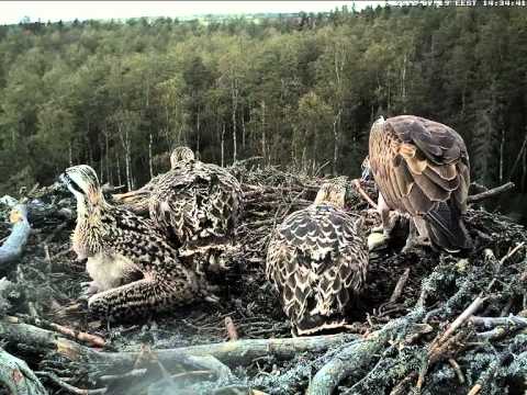 ESTLAT Osprey Nest - Fish delivery and Feeding Part I. 19.07.2012. 14:28