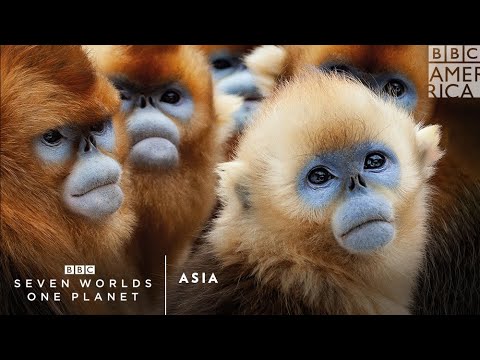 Asia | Saturday, February 8 at 9pm | Seven Worlds, One Planet | BBC America
