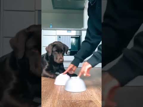 Il gioco delle ciotole; Croccantini.