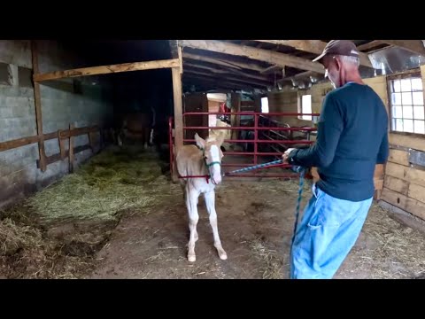 HOW TO TRAIN A BABY HORSE ( FOAL) TO LEAD WITHOUT ANY ONE TO HELP YOU // A LITTLE LOGGING #826