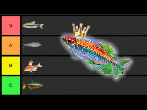 Ranking the BEST Tetras...