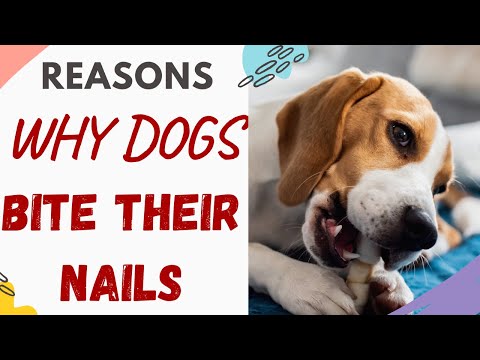 Why do dogs bite their nails (Answered)