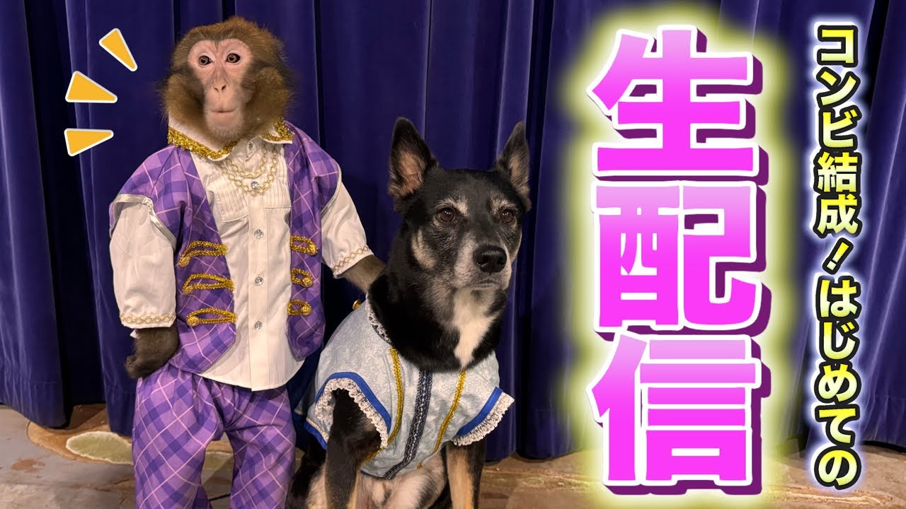 お猿さんと元保護犬の新コンビ！はじめての生配信じゃあ！！