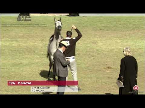 N.174 D NAYEL - 2020 PSAIAHF Al Khalediah Show - Colts 2 Years Old (Class 5)
