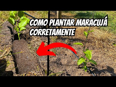 Como plantar maracujá corretamente?