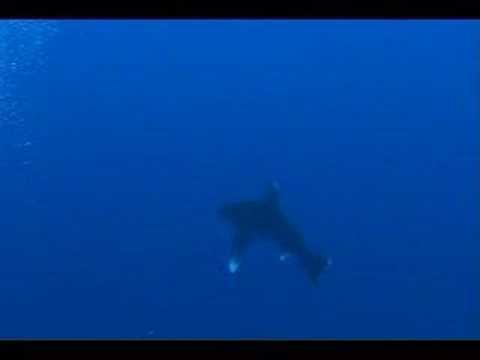 Longimanus Longimanus