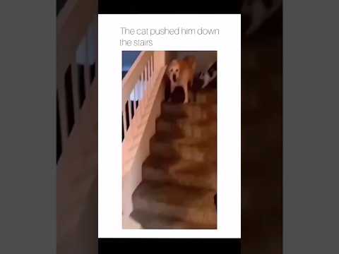 #funny #dogs #pet #dogscats#dogshorts #dog#doglover#doglife