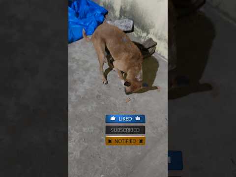 Feed Street Dogs 🐕‍🦺// 04 // #shorts #viral #trending @Bvu_sTudY_vLogs