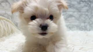 ハーフ犬の動画01