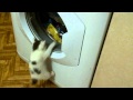Cat Try To Climb Washing Machine