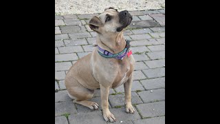 Video preview image #1 American Staffordshire Terrier-Unknown Mix Puppy For Sale in Spring Lake, NJ, USA