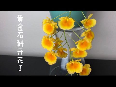 , title : '兰花-为什么黄金石斛不开花？原来是这样 Growing a Dendrobium lindleyi'