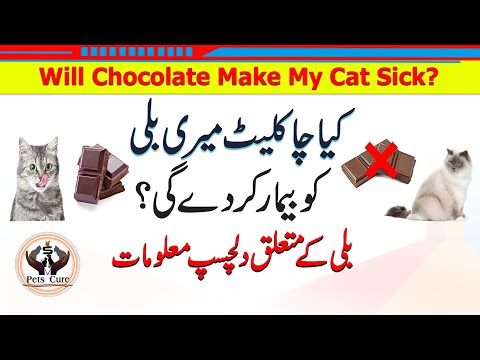Will Chocolate Make My Cat Sick?