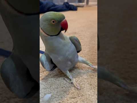 Beaker’s got the moves! #dance #pose #talkingparrot #funnyanimals #talkingbird #rizz