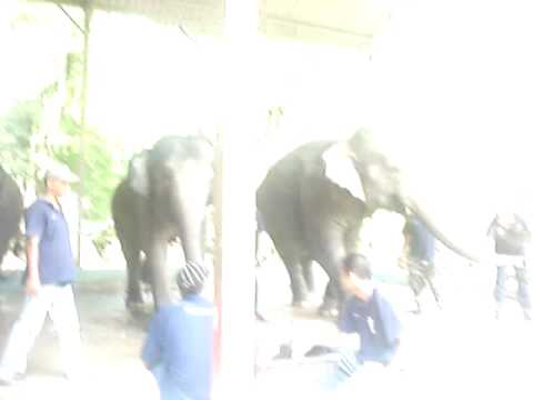 Abdul 'Azim: tengok gajah 3