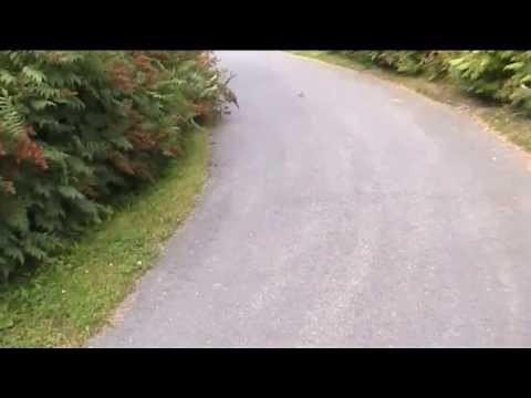 1 päivä pulkassa 5.8.2013