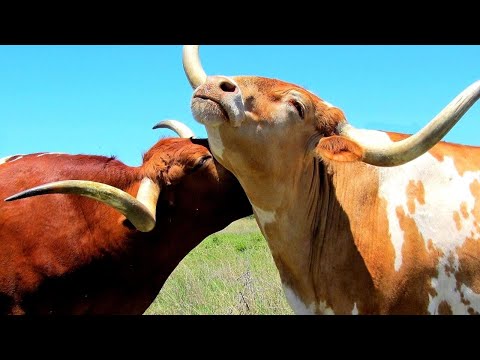 Top reasons you should get Longhorn