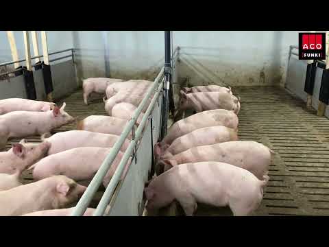 Liquid feeding finishers | Testimonial