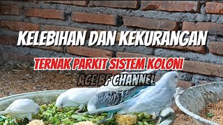 Download lagu Breeding budgies for beginners ///advantages and disadvantages of breeding colony budgies mp3