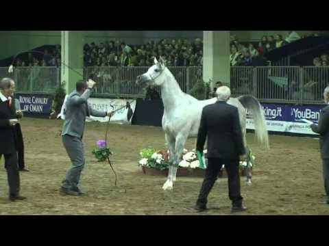 CREOLA LC  (Ajman Moniscione x Cleopatra LC)