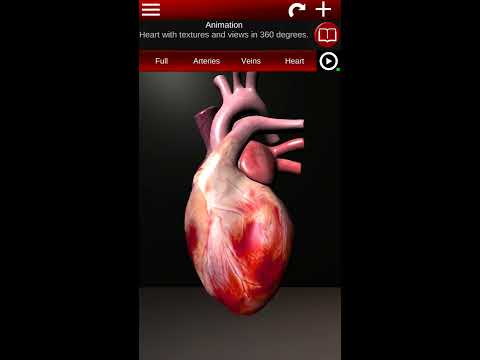 Circulatory System 3D Anatomy video