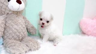 ハーフ犬の動画01