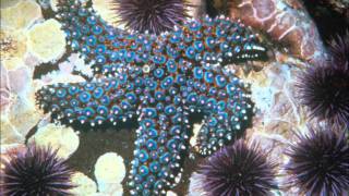 Gérard Manset - La Ballade des Échinodermes