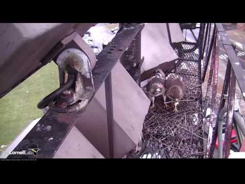 2017 02 07 BIG RED AND EZRA WORKING ON FERNOW NEST!