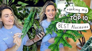 Top 10 INCREDIBLE Alocasia 🌱 Ranking My Alocasias From Worst to BEST!