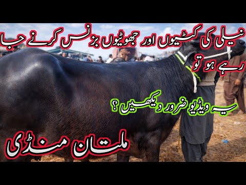 Today Multan jotian Cross-able Jotian Kattian Buffalo/Farming jotian Latest fresh update/Nali Ravi