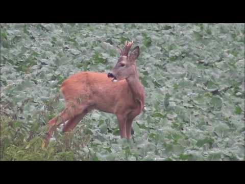 Ansitz im Moor Jagen im Revier von Jagdstifti Udo  Rehwild erlegt.  polowanie