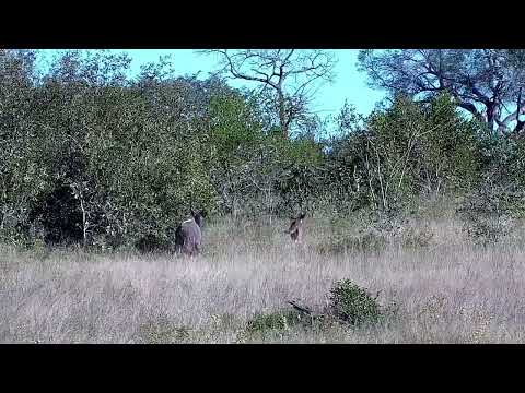 Djuma: Nyalas - 14:14 - 06/07/2022