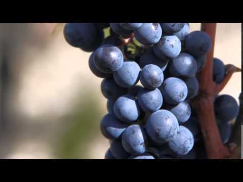 La tenuta Castelgiocondo - Frescobaldi