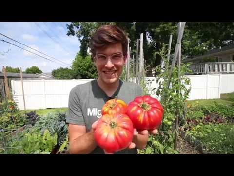 , title : 'How to Grow GIANT 2+ Pound Tomatoes in 6 Easy Steps (organically)