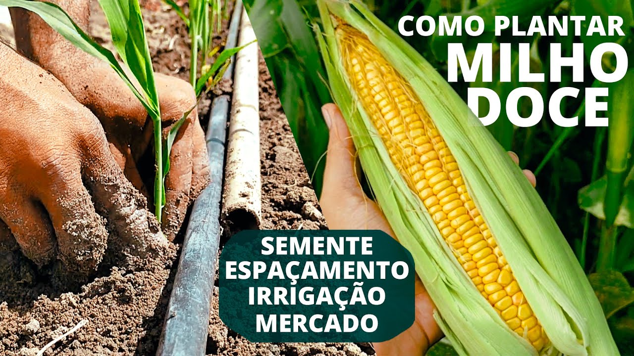 Como Plantar Milho Doce (Espaçamento, Semente, Irrigação e mais)