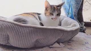 12 Kittens of Christmas 🎁. Lonely lovely Lily waiting for her forever someone's