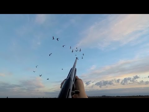 Закрытие охоты на гуся. Часть 1.Охота на гуся в Беларуси 25.04.20. Гусь 2020.