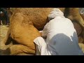 Camel Meetings Animal Berding