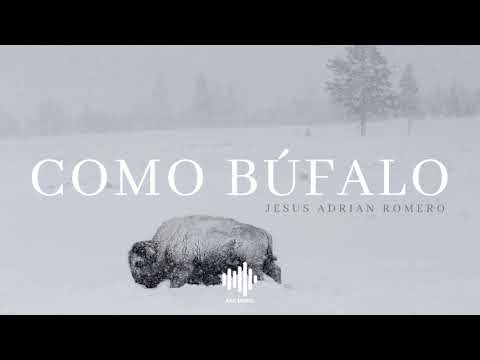 Como Bufalo video