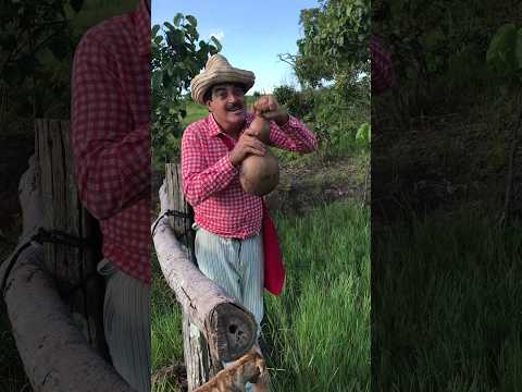 JÁ TOMOU ÁGUA NA CABAÇA??? #imbilino #imbilinocaiapônia #comedia #humor #causos #shorts