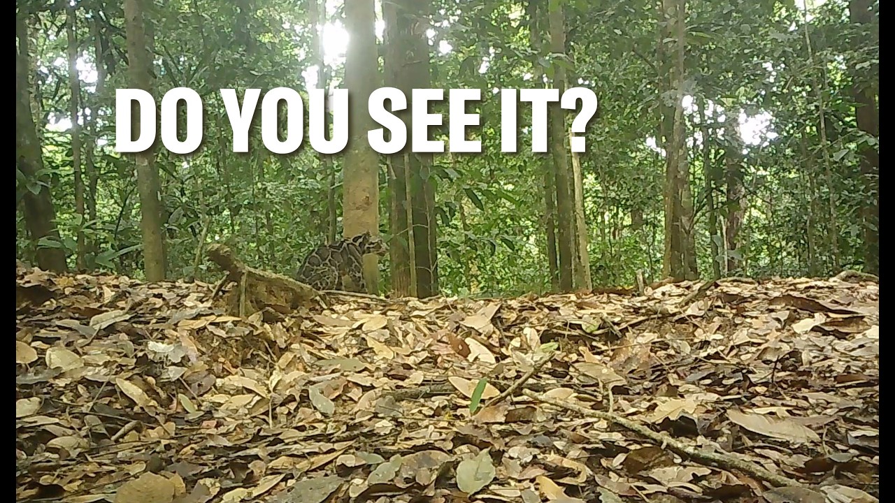 Exclusive: Unprecedented video of Sunda clouded leopards, the &lsquo;ghosts of the forest&rsquo; - YouTube
