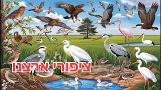 ציפורים בישראל תכירו איזה ציפור גרה כאן ואיזה עופות נודדות לארץ ישראל