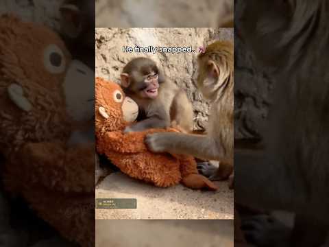 Punch Fights Back.. 👊