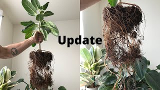 Ficus Audrey Update After Root Pruning