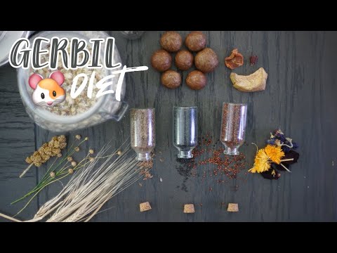 GERBIL DIET | What to Feed Gerbils