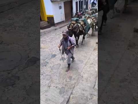 don Luis llegando con sus mulas cargadas de panela al municipio de Angostura Antioquia,  #arrieros