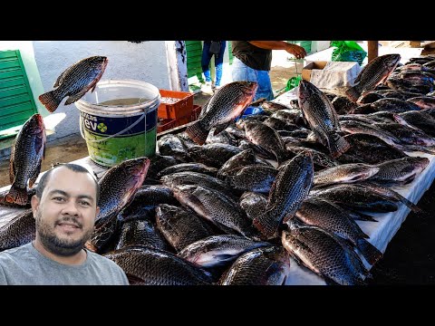 Feira de Igaci dia 7 de julho 2026