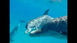 DOLPHINS DON'T DANCE